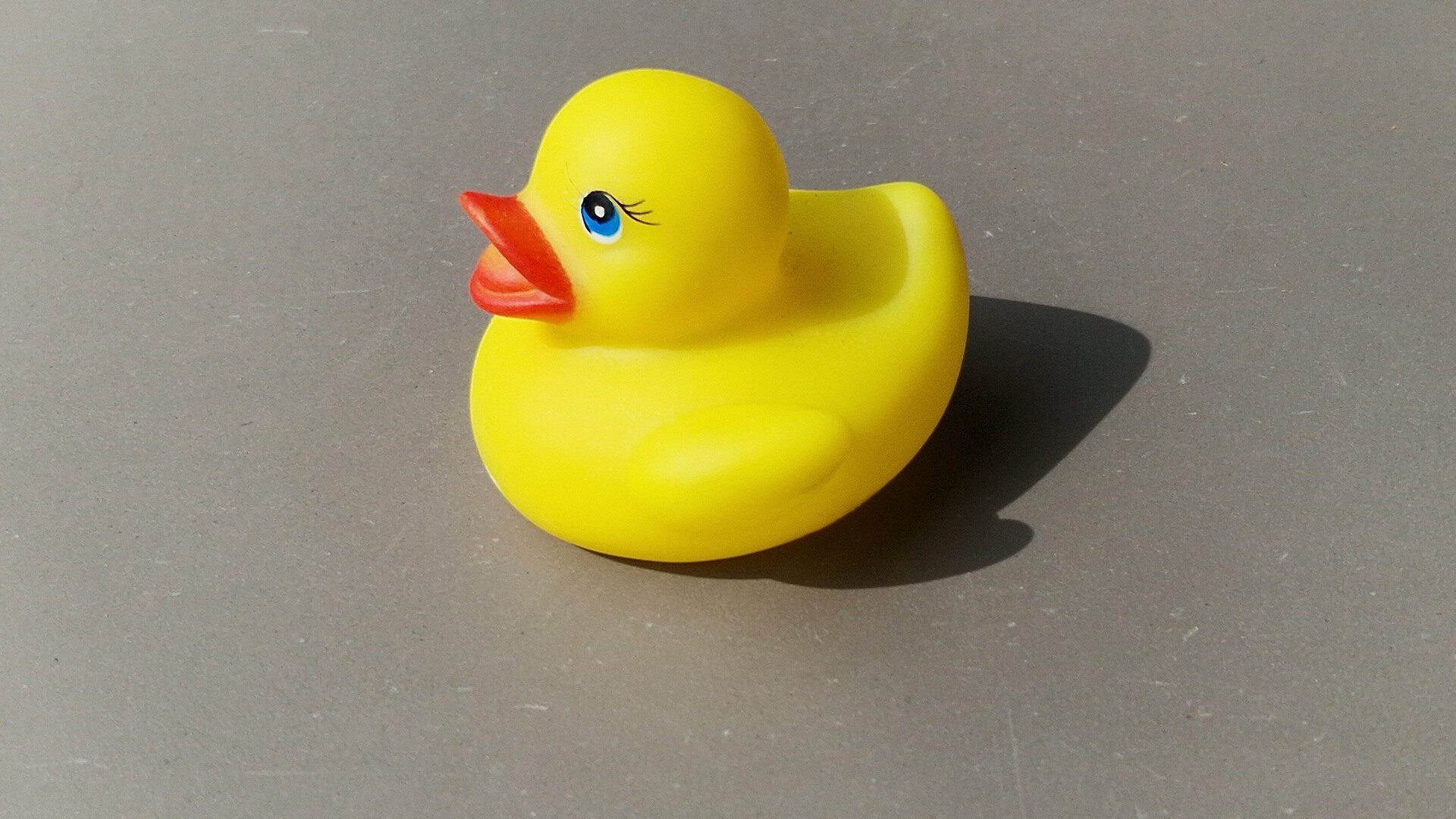 Ente ist im Ziel